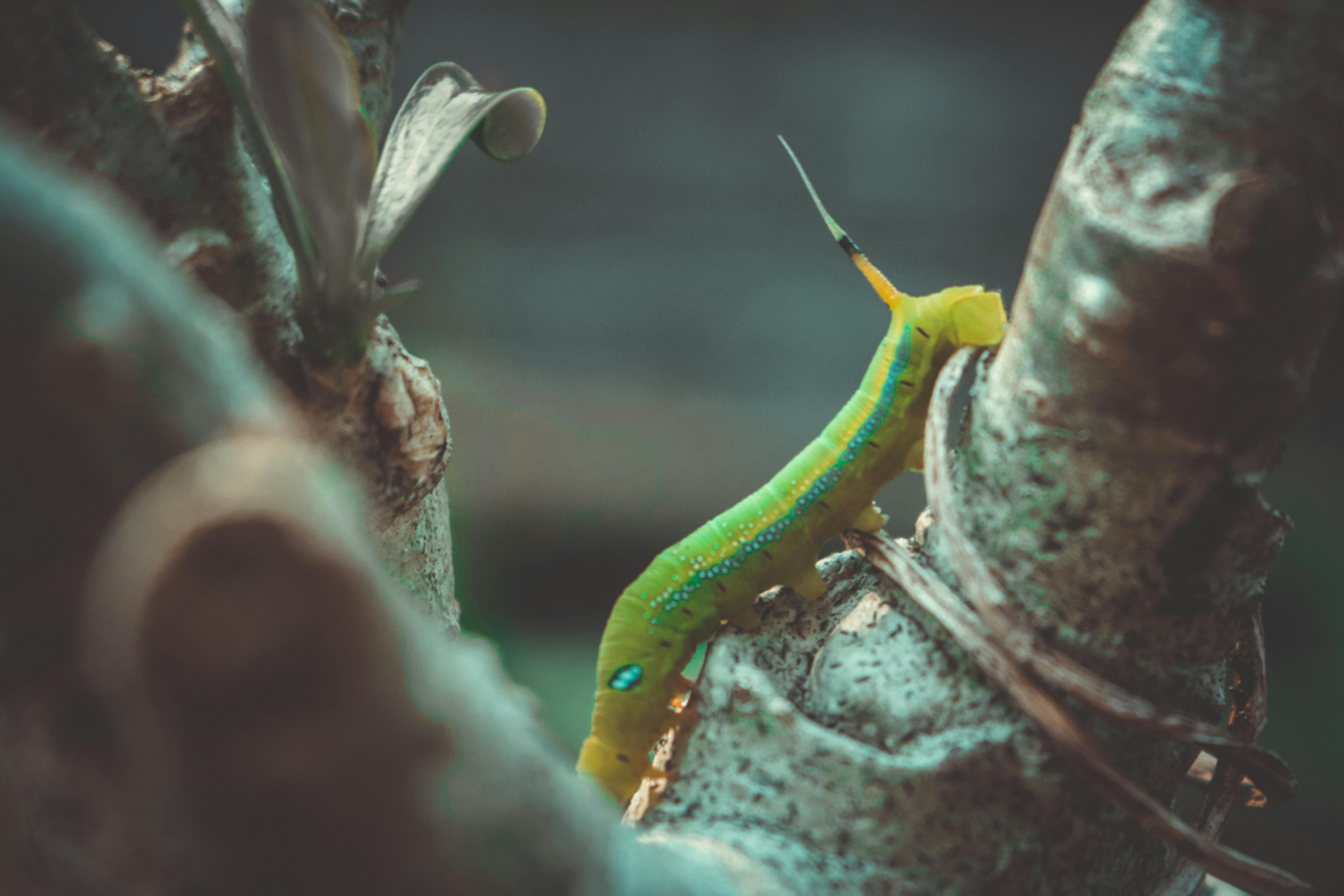 New World Screwworm | Animal and Plant Health Inspection Service — Photo by Loifotos on Pexels
