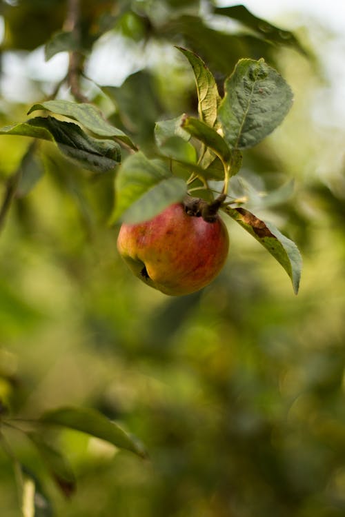 apple, dikey atış, kapatmak içeren Ücretsiz stok fotoğraf