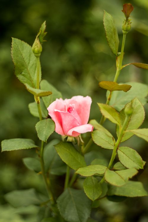 Free A detailed close-up of a blooming pink rose with green leaves, capturing the essence of nature's beauty. Stock Photo