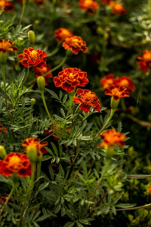 Foto profissional grátis de aumento, cravo-africano, de flores