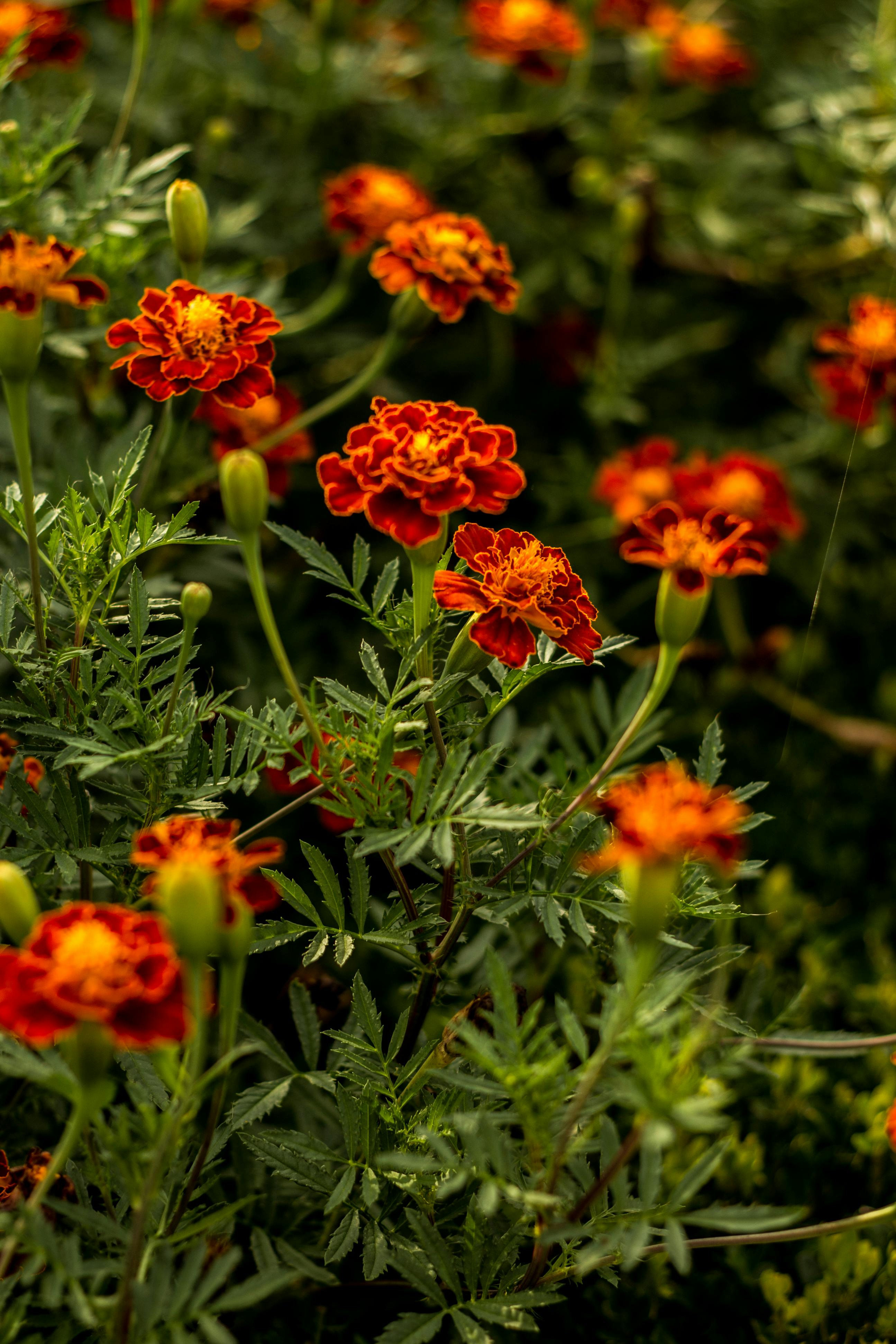 CloseUp Shot of an Orange Flower in Bloom · Free Stock Photo