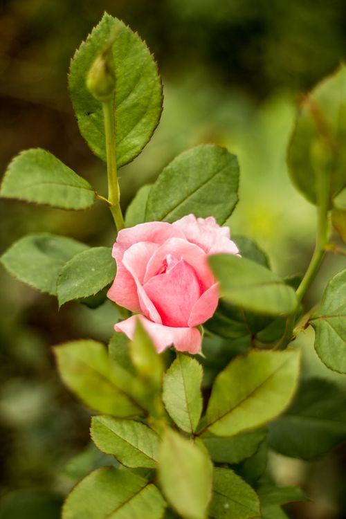 Free A beautiful pink rose surrounded by vibrant green leaves, showcasing nature's elegance. Stock Photo