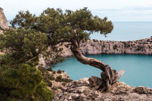 Free A captivating landscape of a twisted tree on a cliffside overlooking turquoise waters, under a calm sky. Stock Photo