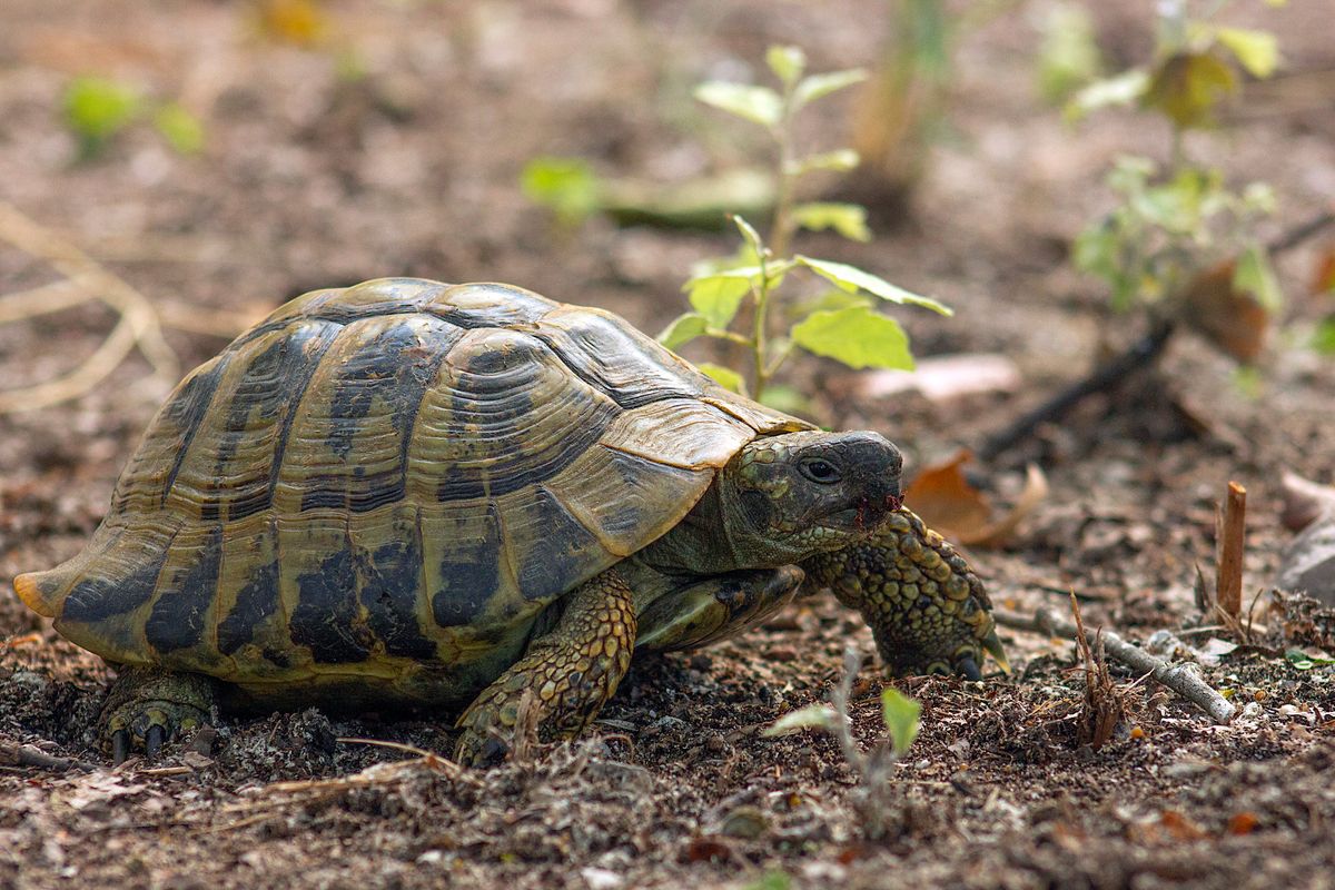 adopter tortue de terre - Préparer l’habitat idéal pour une tortue de terre