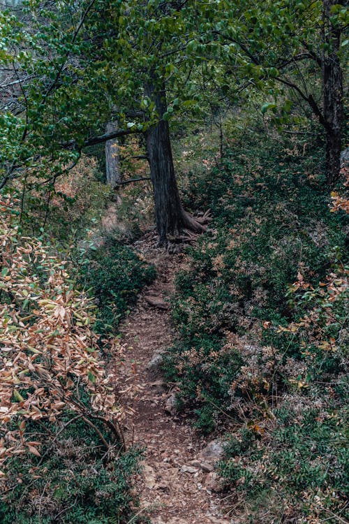 Trees in the Forest