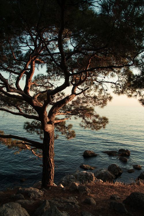 Free A tranquil scene featuring a lone tree overlooking a rocky coastline during sunset. Stock Photo