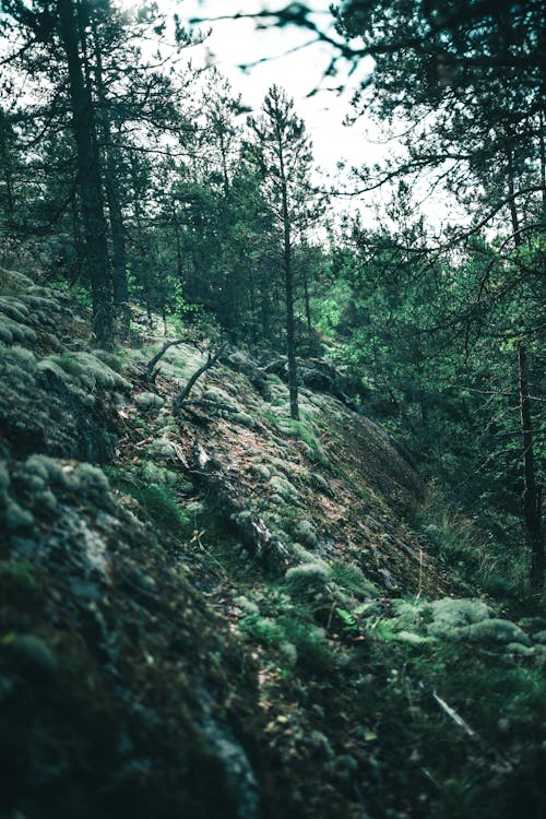 Trees in the Forest