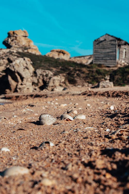 Kostnadsfri bild av sand, snäckskal, strand