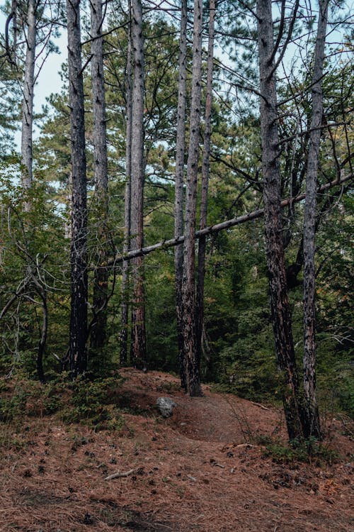 Kostenloses Stock Foto zu bäume, holz, natur