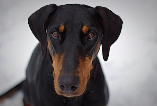 Erwachsene Schwarz Und Tan Dobermann Pinscher Nahaufnahme Fotografie