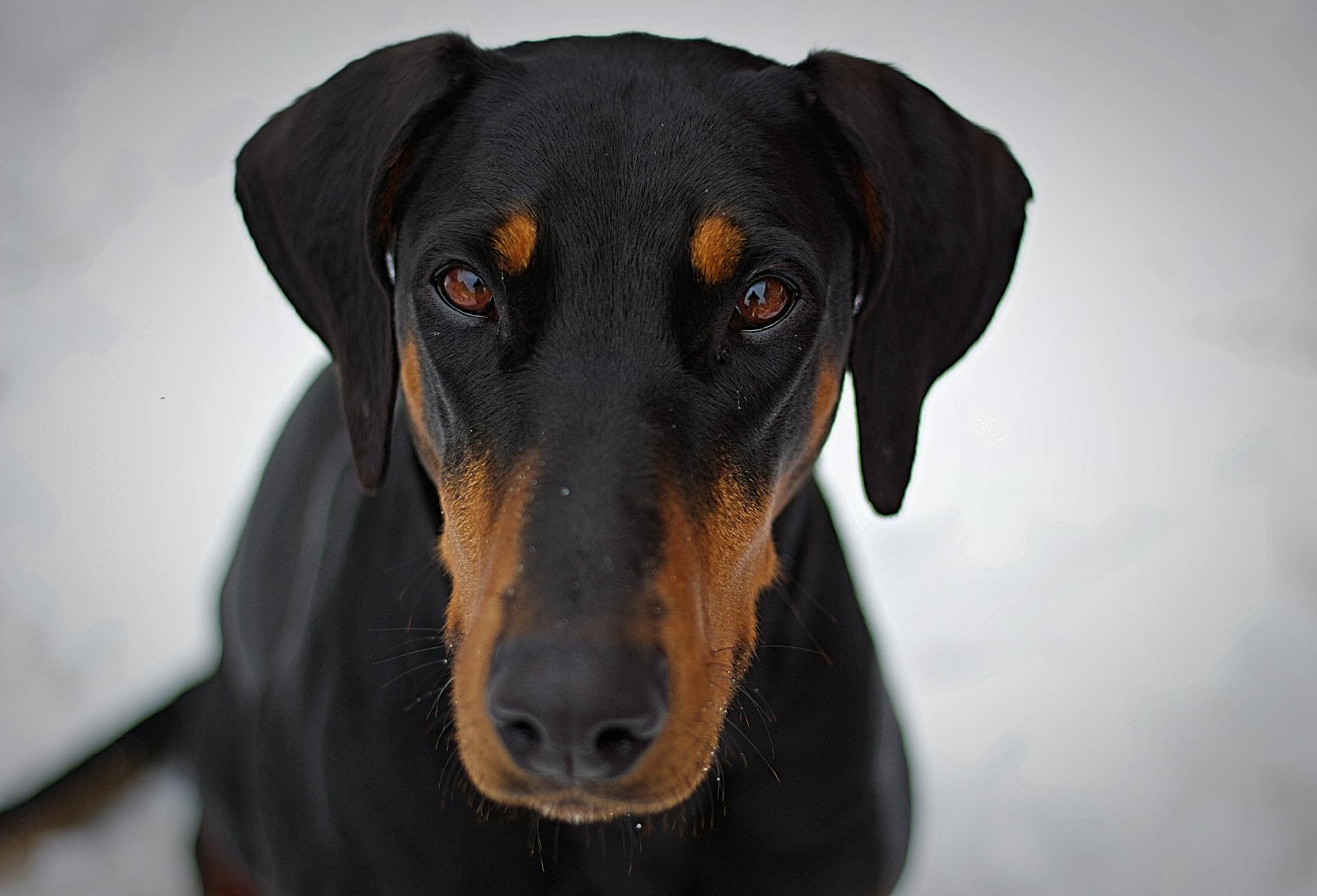 Pinscher adulte noir et brun photographié en gros plan