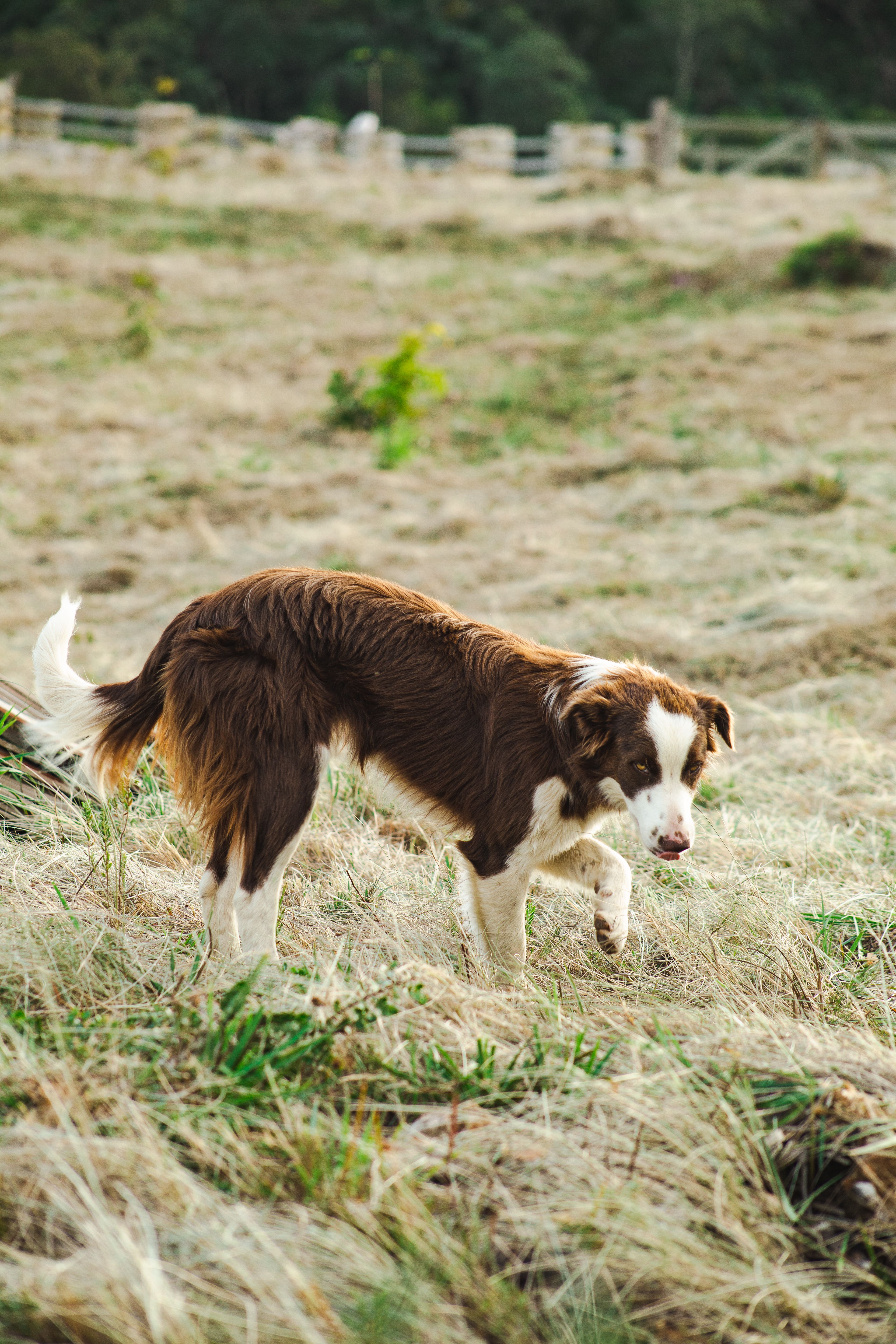 A Brown Dog on a Grassy Field · Free Stock Photo