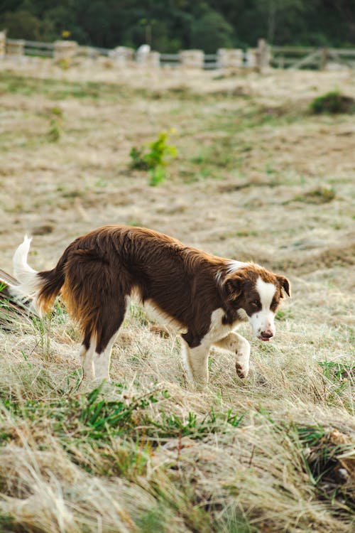 Free A Brown Dog on a Grassy Field Stock Photo