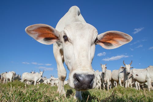 動物攝影, 哺乳動物, 牛 的 免费素材图片