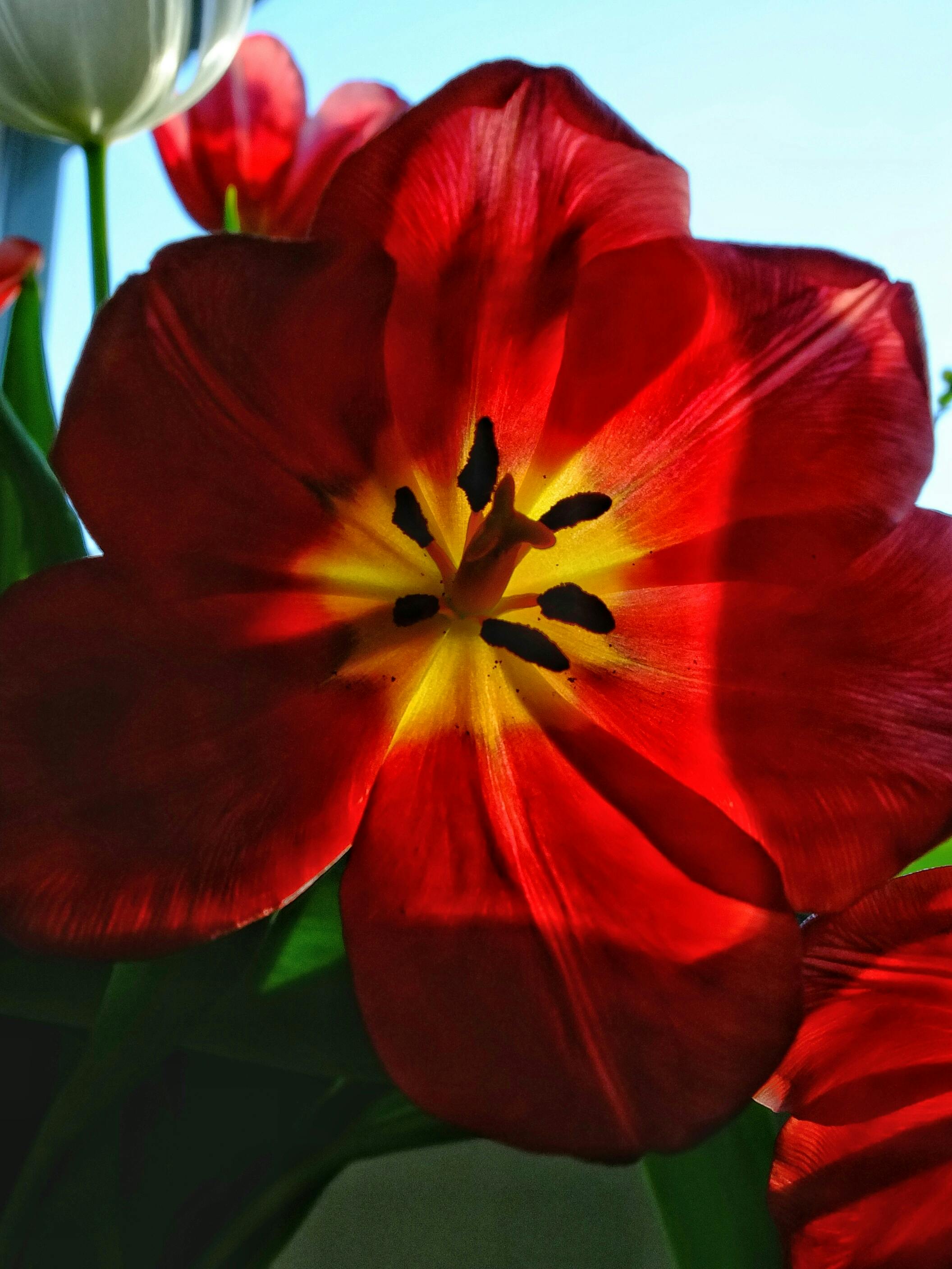 Free stock photo of #minimalist #tulip #flower #red