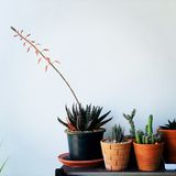 A shelf of small planted succulents and cacti. Photo by Patchara-pos TH on Pexels