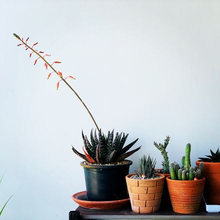 A shelf of small cacti and succulents in mixed clay pots. Photo by Patchara-pos TH on Pexels
