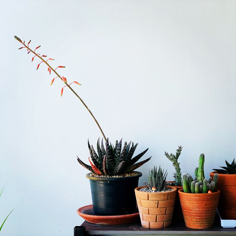 A shelf of small planted succulents and cacti. Photo by Patchara-pos TH on Pexels
