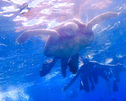 Free stock photo of ocean, sea turtle, snorkel