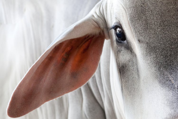 Cow In Close Up