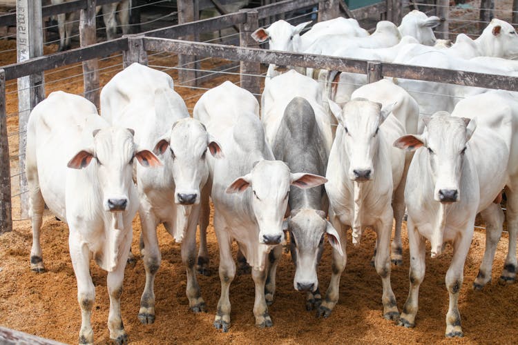 Herd Of White Cows Confined In A Farm