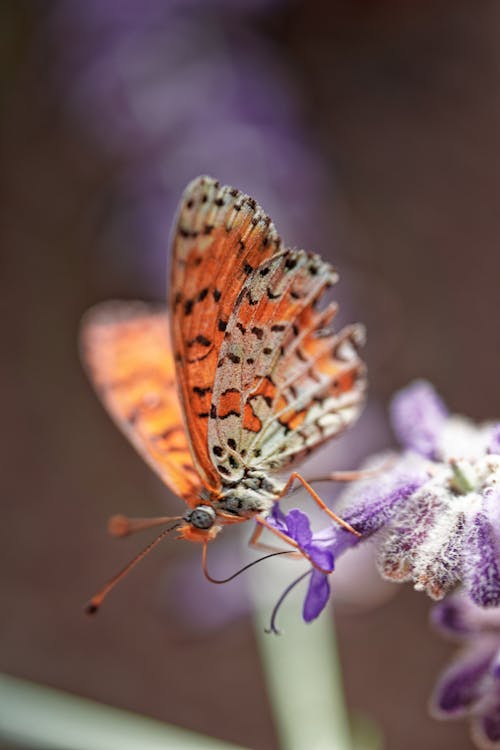 Multi Colored Butterfly Perched on Purple Flower in Close Up Photography