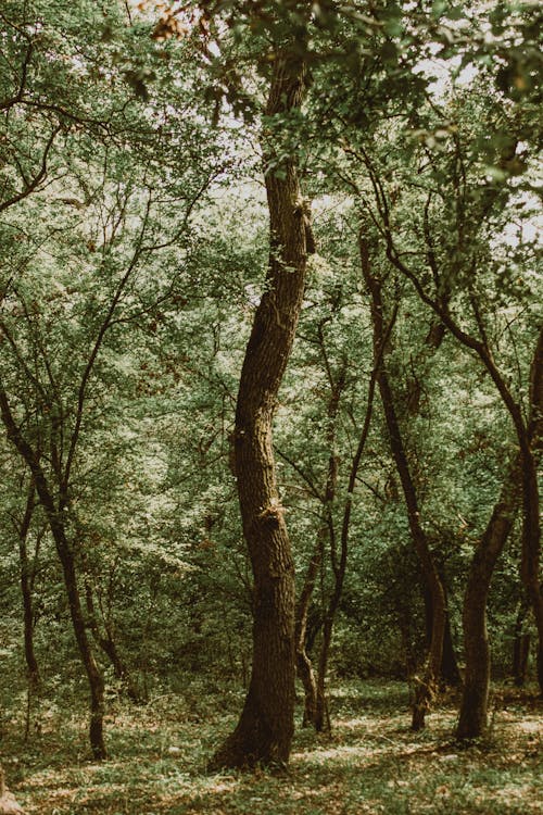 나무 줄기, 수직 쐈어, 숲의 무료 스톡 사진