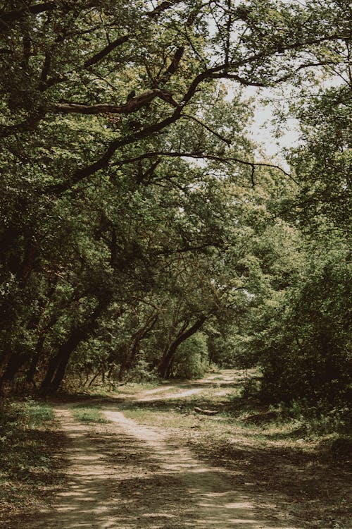 Free Forest Pathway Between Trees Stock Photo