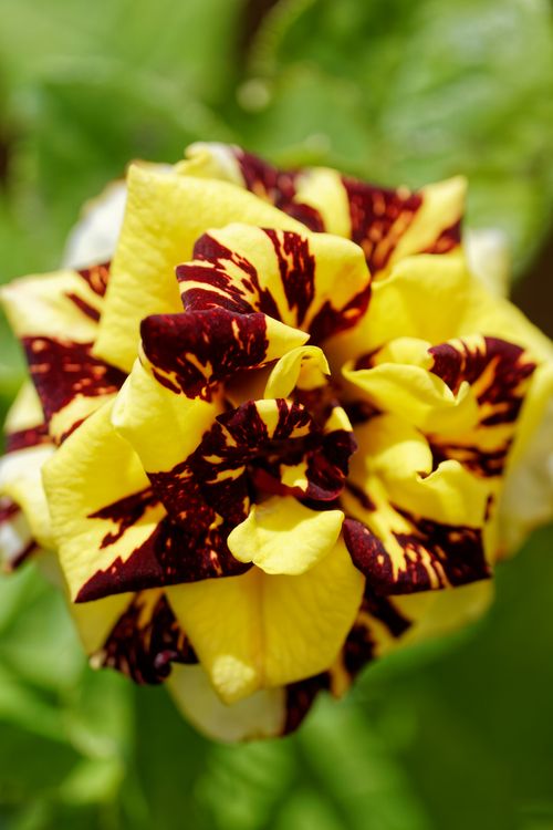 Free Close-up of a vibrant yellow flower with maroon accents, showcasing delicate petals in full bloom against a blurred background. Stock Photo