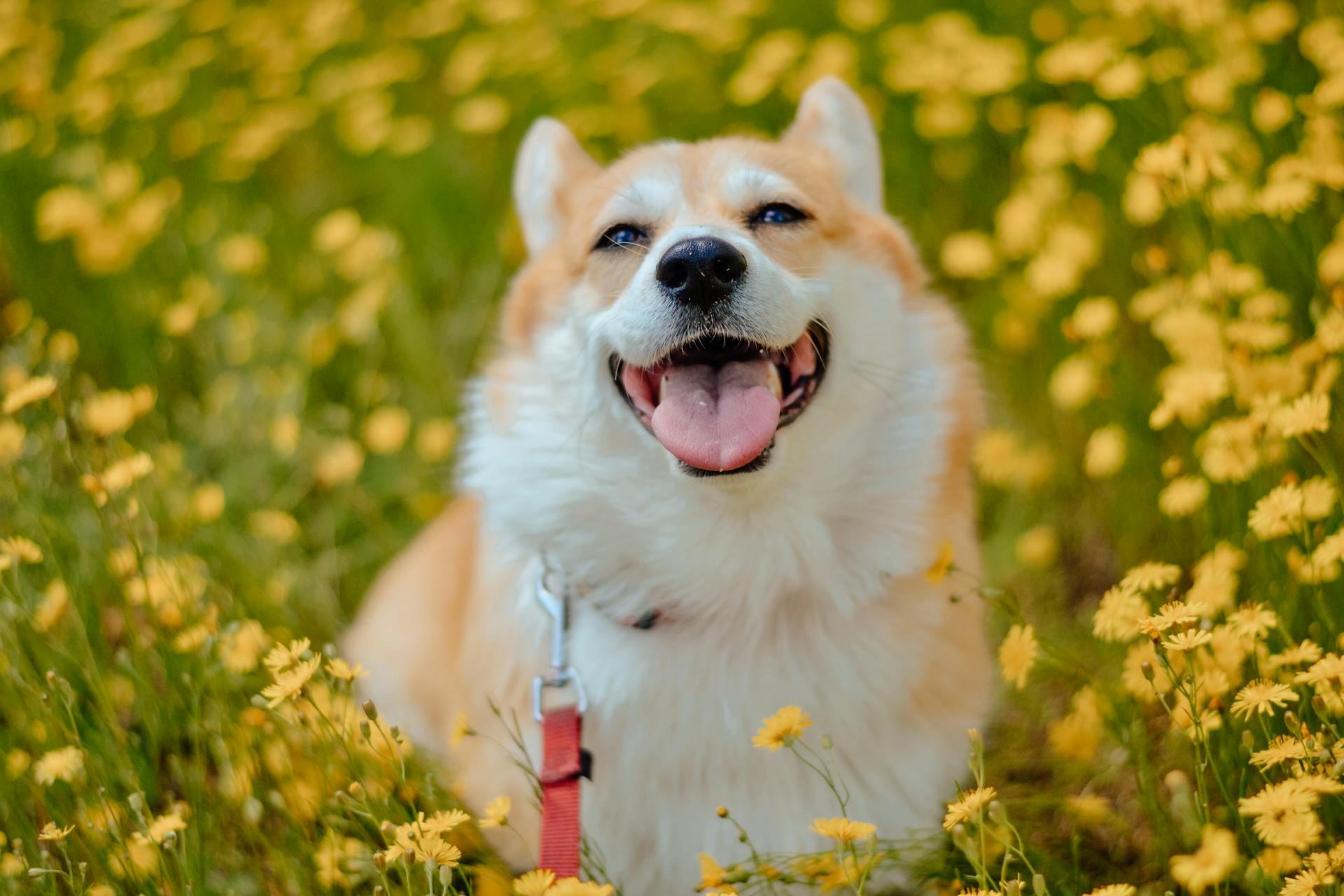 Corgi Dog on Green Grass