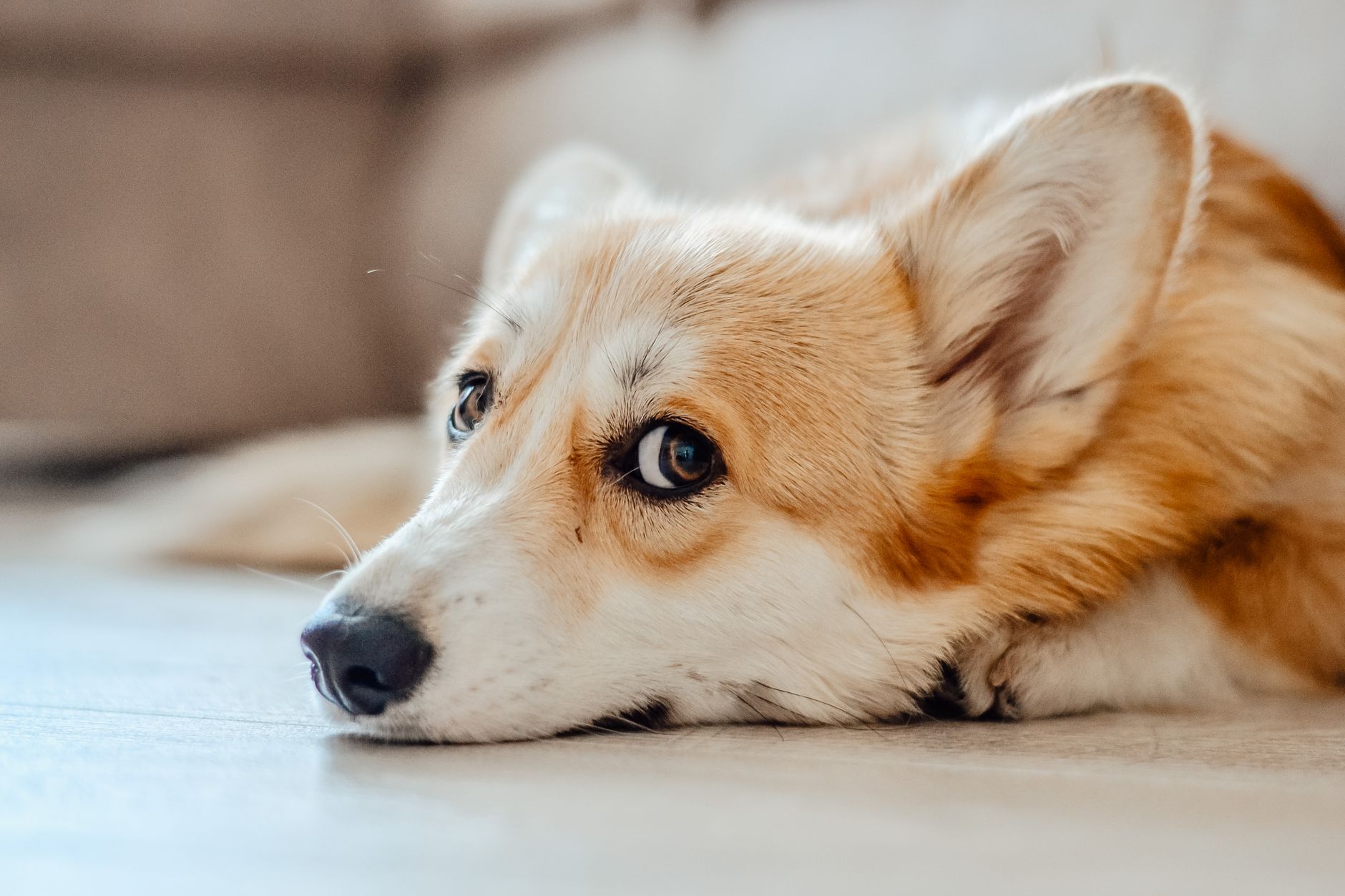 Cute Corgi dog relaxing on the floor, looking curious and calm.