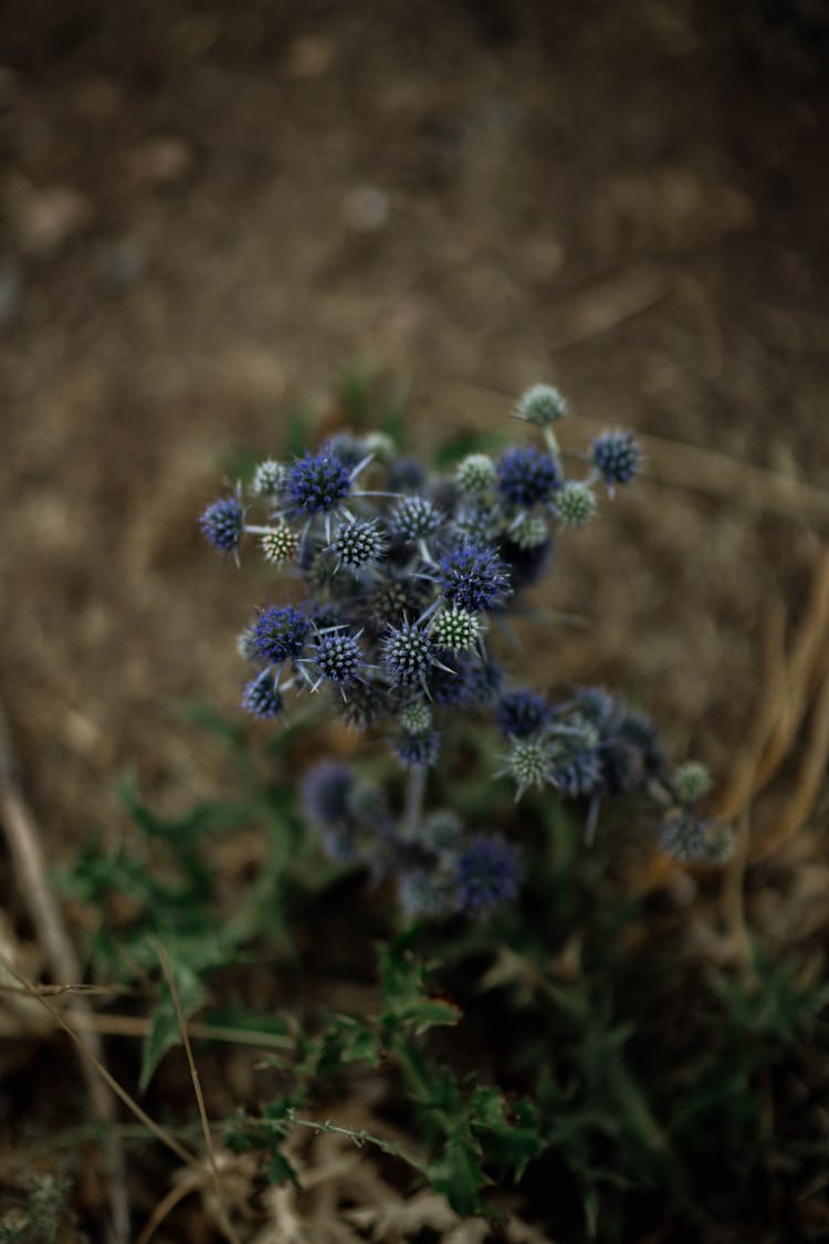 Wild Flowers Growing In Field