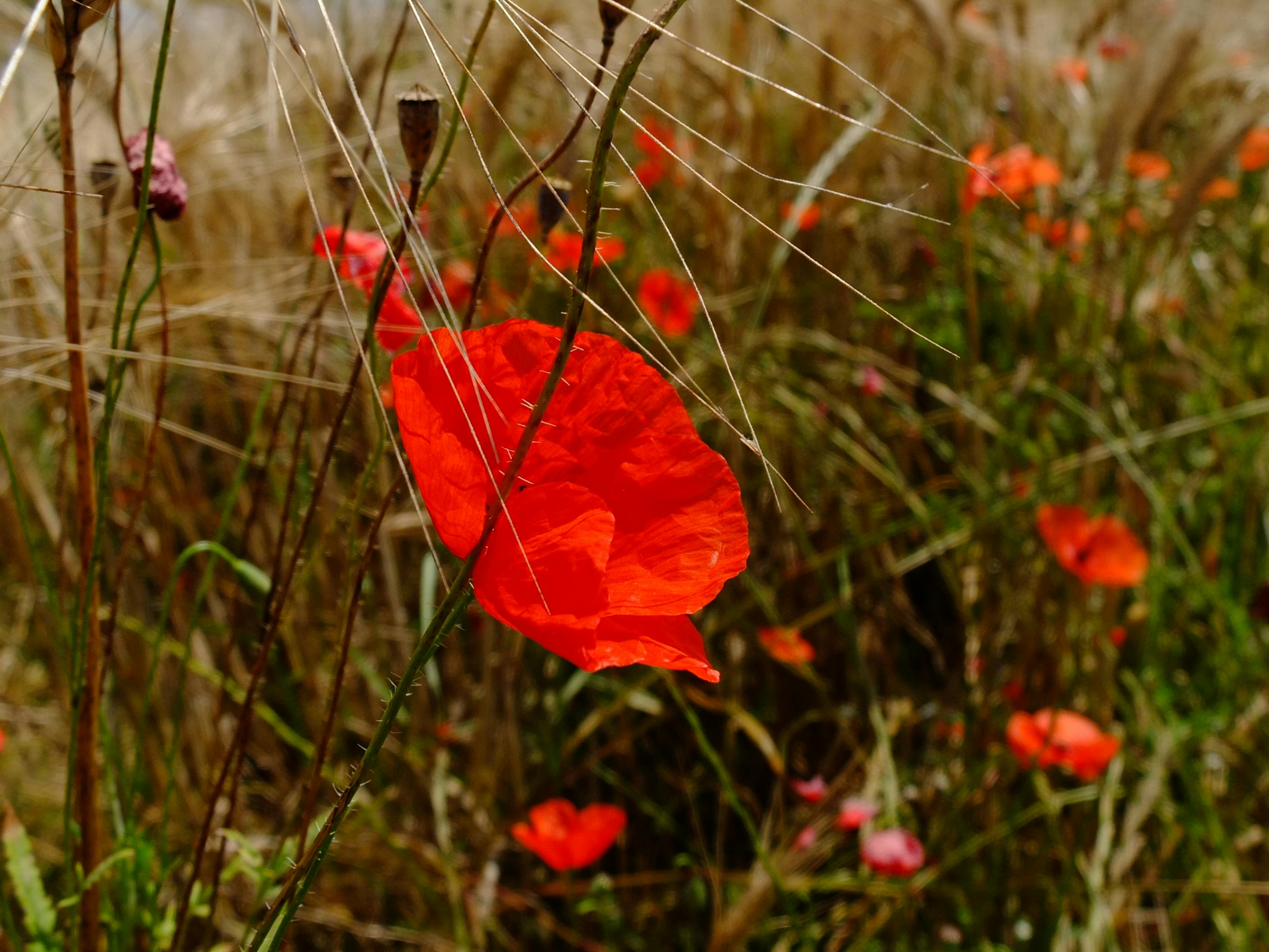 Free stock photo of #minimalism #nature #poppy #field