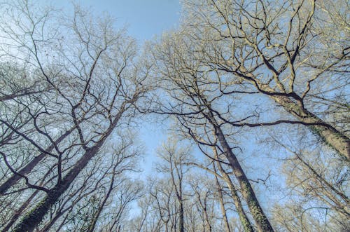 Bare Trees Under Blue Sky