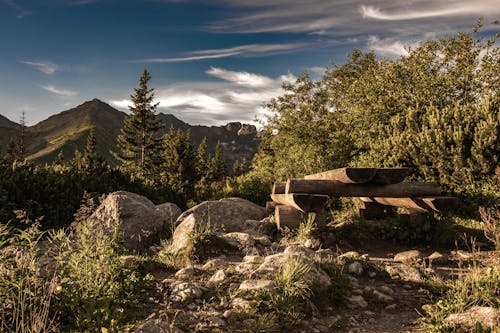 Fotos de stock gratuitas de Alto Tatra, árboles verdes, Banco de madera