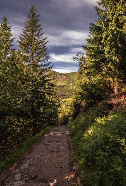 Gratis lagerfoto af lodret skud, miljø, natur