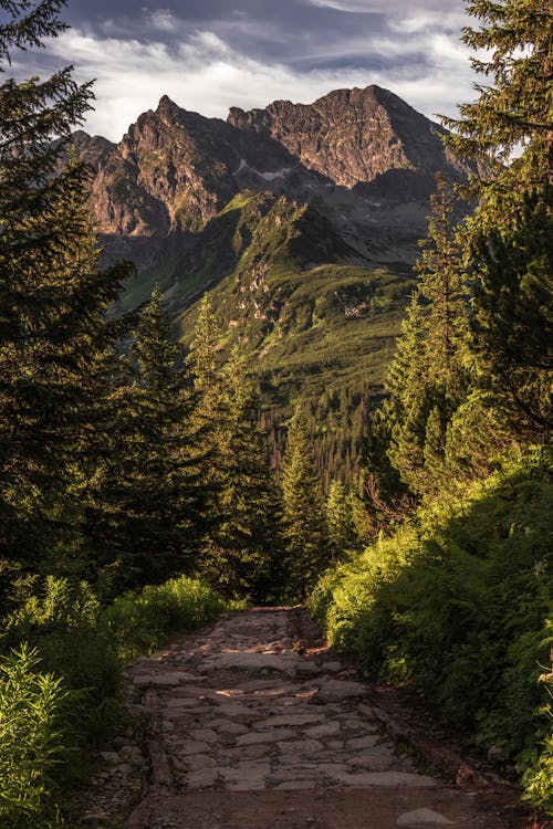 Gratis lagerfoto af lodret skud, miljø, natur