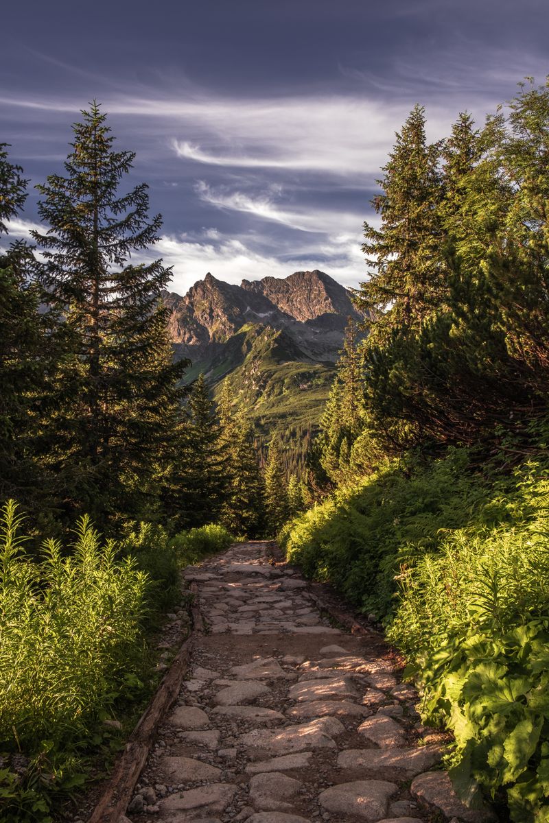 A dirt trail running through mountain forest