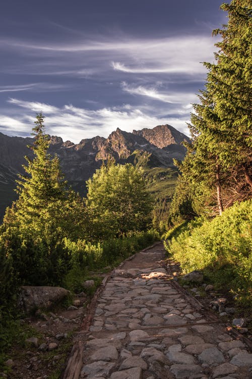 Fotobanka s bezplatnými fotkami na tému cestička, les, lesy