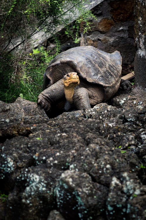 Free Tortoise on Rock Stock Photo