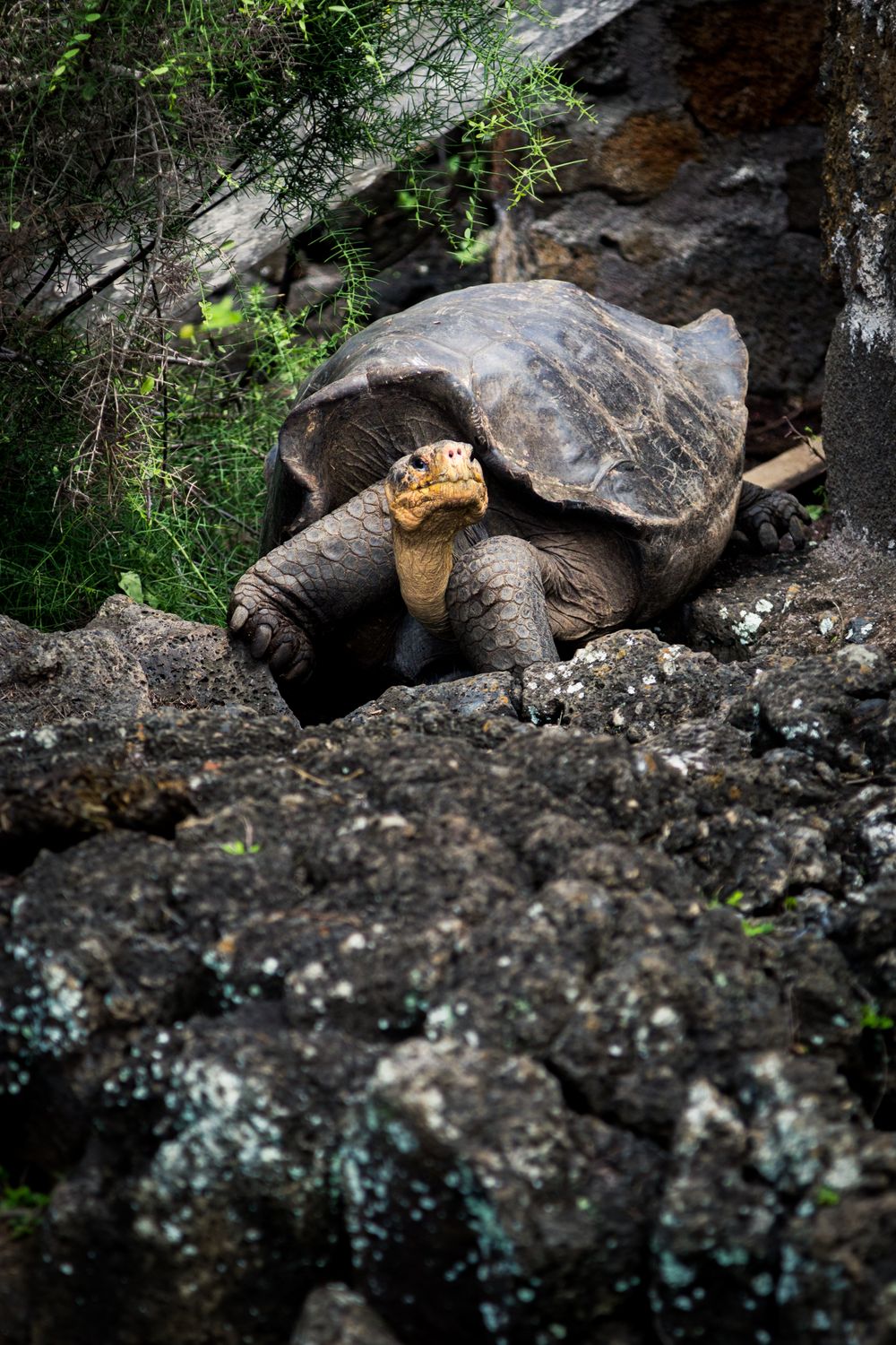 Tortoise Shell Rock Tortoise on Rock · Free Stock Photo