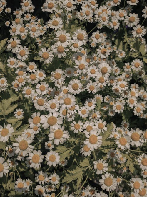 Free Blooming Daisy Flowers Stock Photo