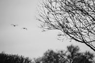 在宁静的户外环境中，树木和鸟类构成了一幅黑白的飞翔景色