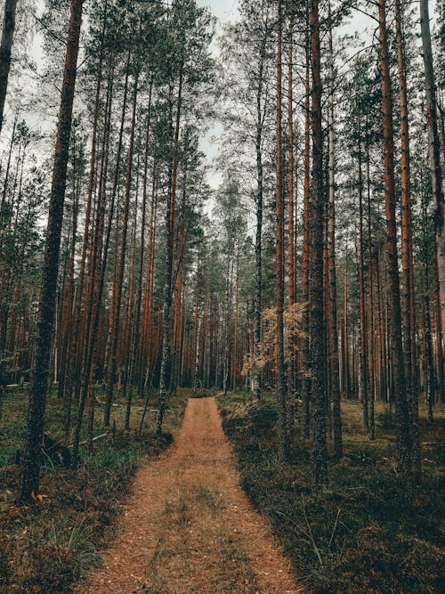 Gratis stockfoto met bomen, Bos, bosgrond