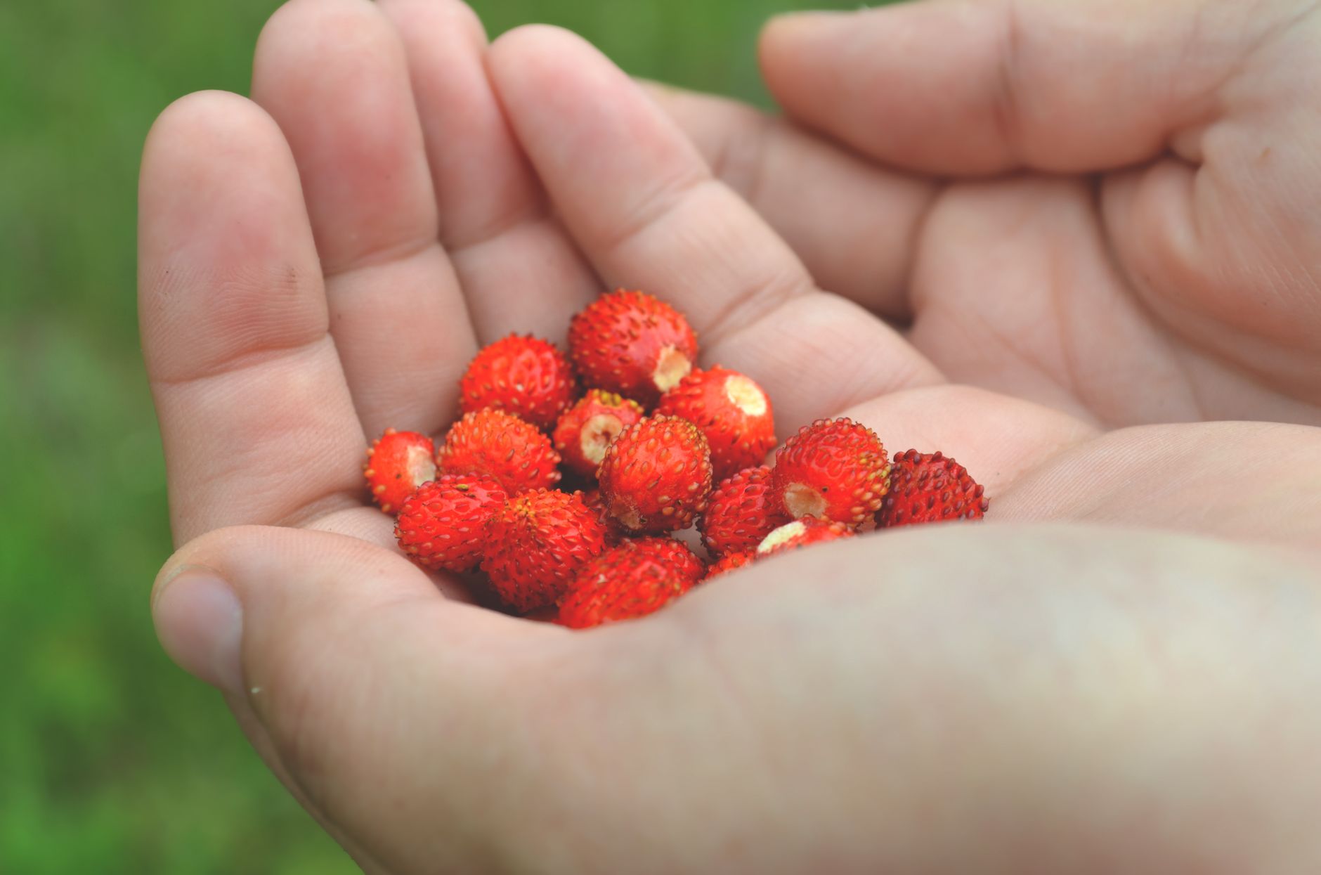 small fruits, The Most Common Small Fruits From A To Z small fruits, The Most Common Small Fruits From A To Z
