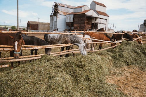 Fotos de stock gratuitas de animales de granja, animales domésticos, caballos