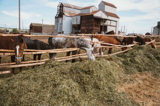 A group of horses grazing on hay in a rural farm setting with rustic barns and blue sky.