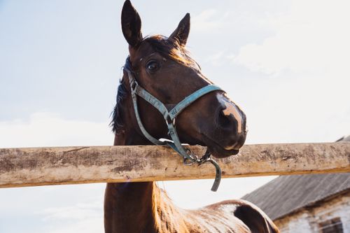 Free A brown horse with a green halter peers over a wooden fence on a sunny day at the farm. Stock Photo