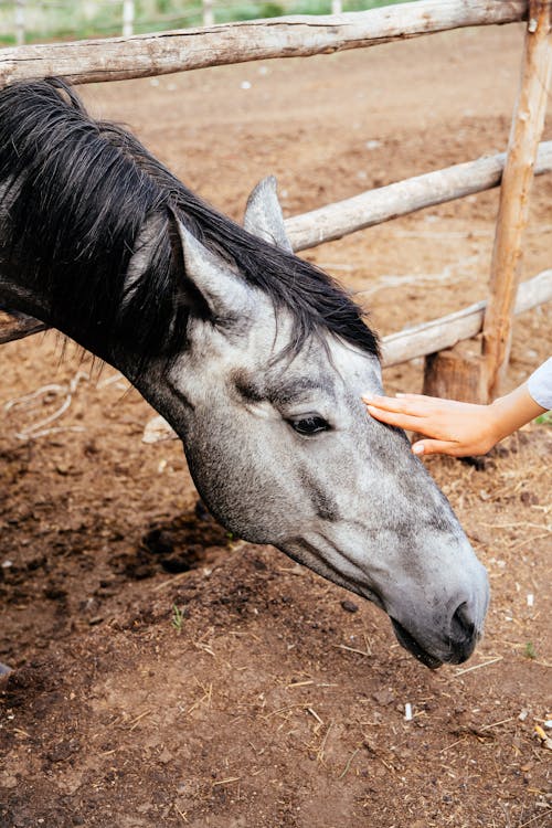 Free Close-Up Shot of a Gray Horse Stock Photo