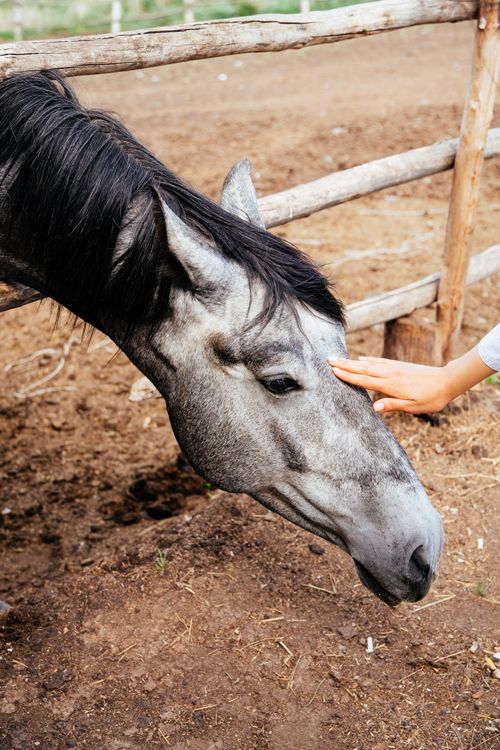 Free A gentle touch on a grey horse's face in a farm setting. Perfect for animal lovers. Stock Photo